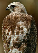 Red-tailed Hawk