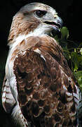 Red-tailed Hawk