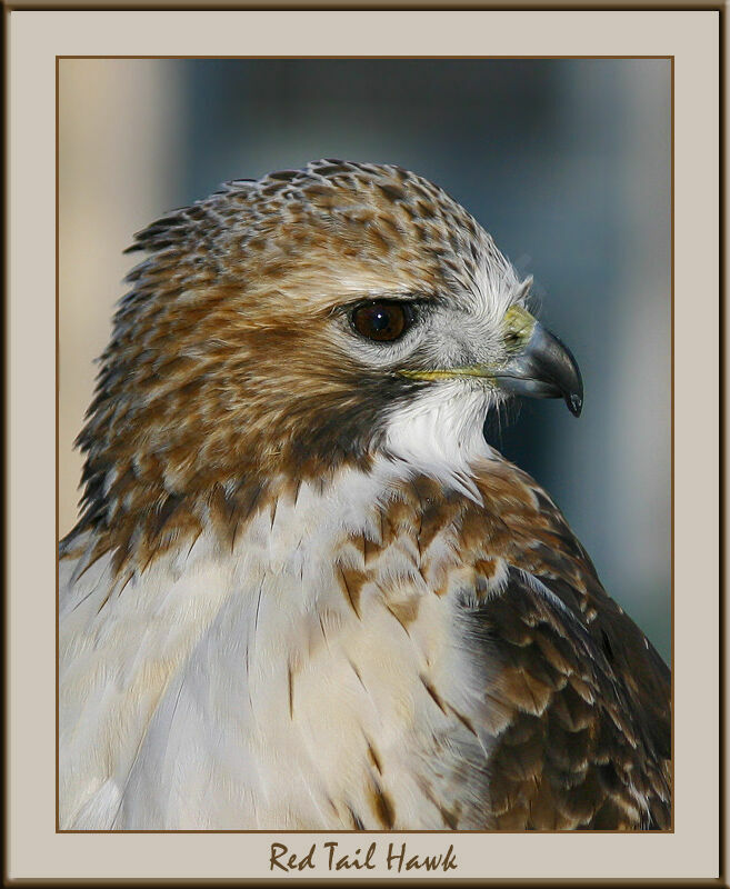 Red-tailed Hawk