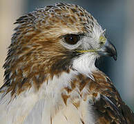 Red-tailed Hawk