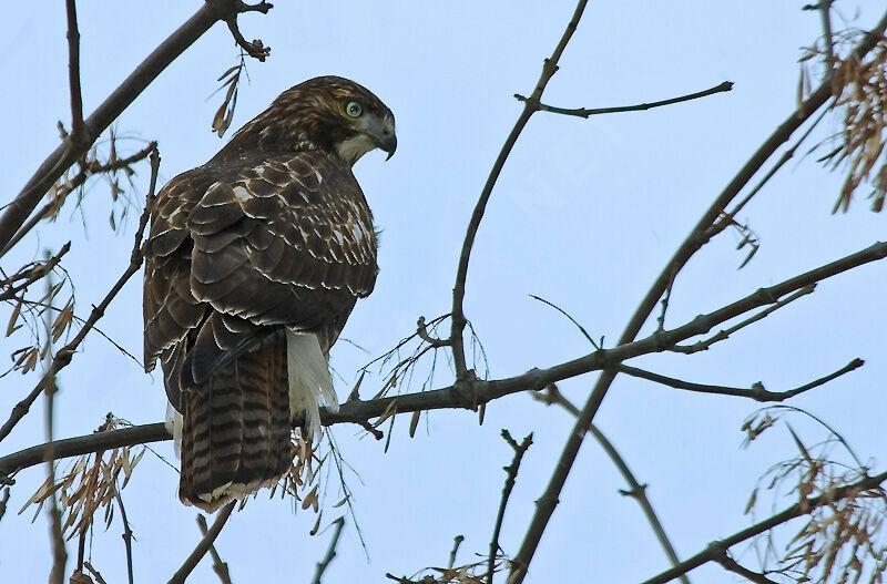 Red-tailed Hawk