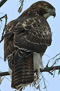 Red-tailed Hawk