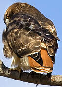 Red-tailed Hawk