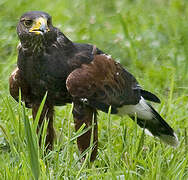 Harris's Hawk