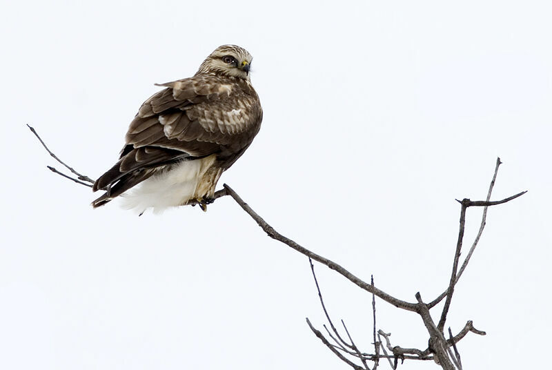 Rough-legged Buzzard