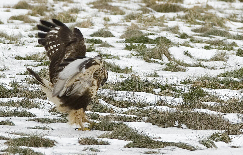 Rough-legged Buzzard