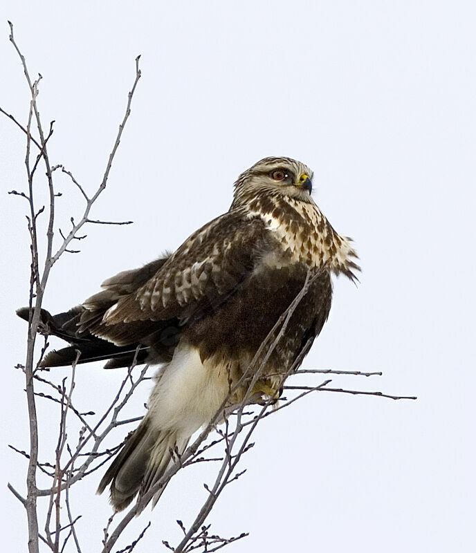 Rough-legged Buzzard