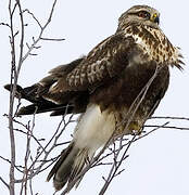 Rough-legged Buzzard