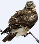 Rough-legged Buzzard