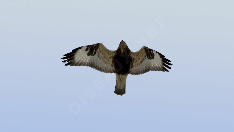 Rough-legged Buzzard