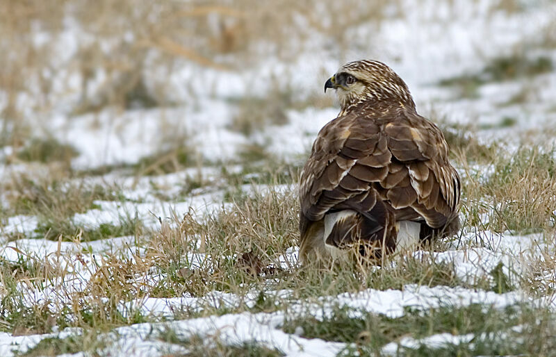 Rough-legged Buzzard