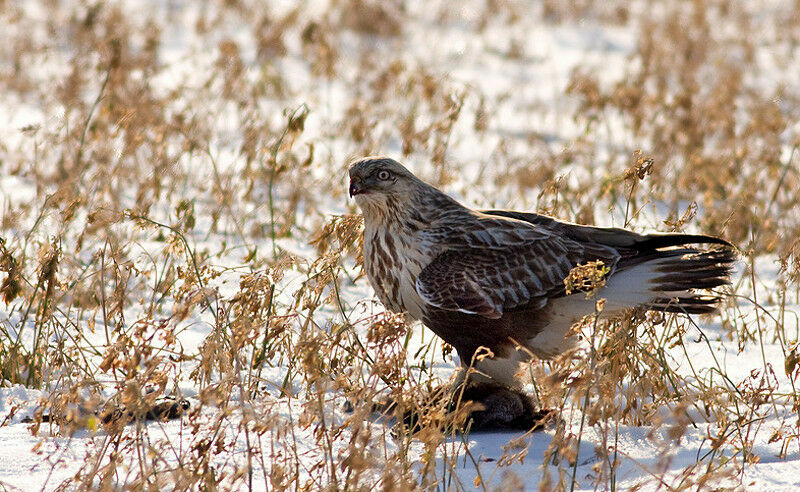 Rough-legged Buzzard