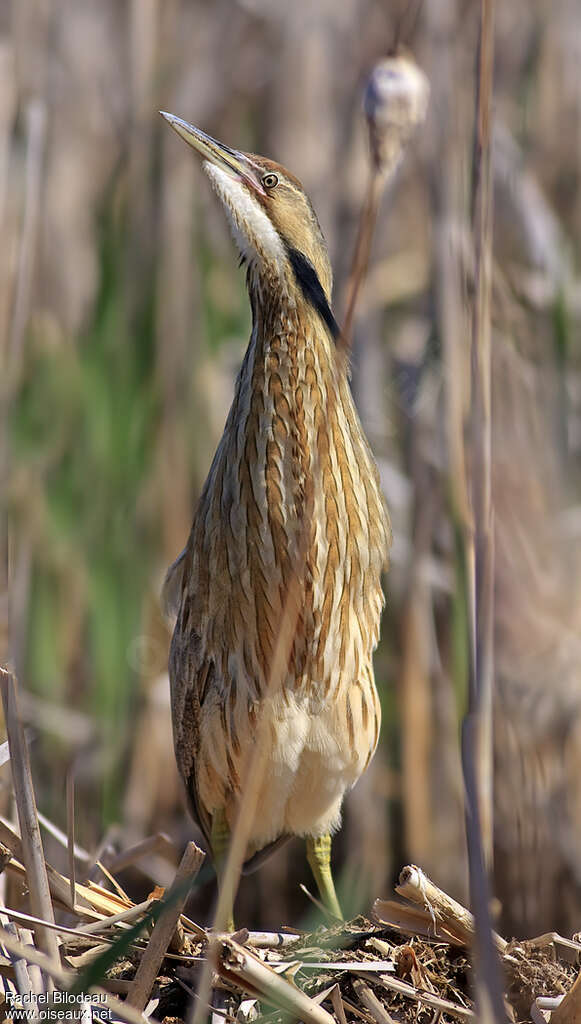 American Bitternadult, close-up portrait, Behaviour