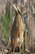 American Bittern