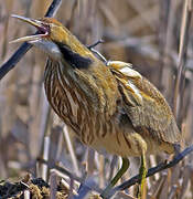 American Bittern