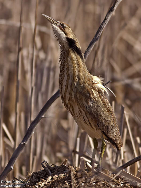 American Bittern, Behaviour