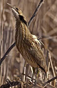 American Bittern