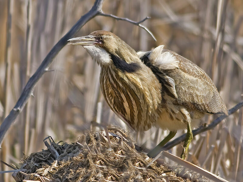 American Bittern, identification, Behaviour