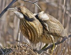 American Bittern