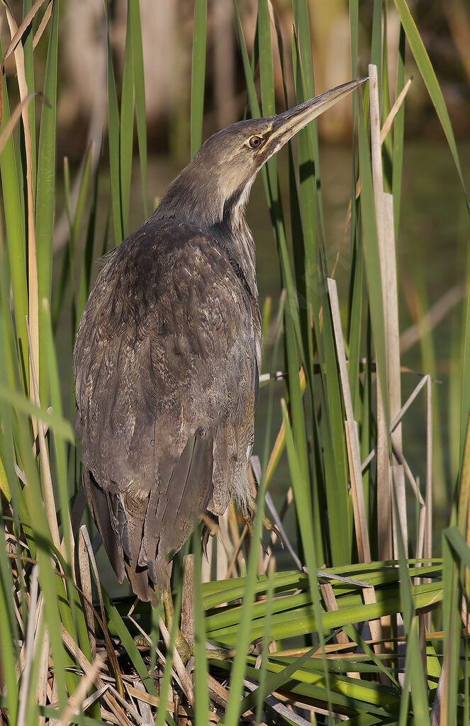 American Bitternjuvenile