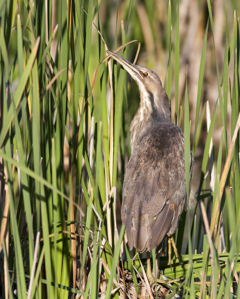 American Bitternjuvenile, identification, Behaviour