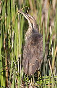 American Bittern