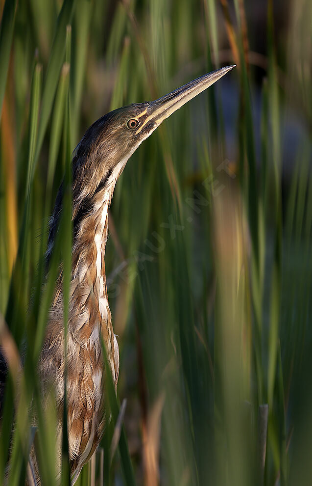 American Bitternjuvenile, identification, Behaviour