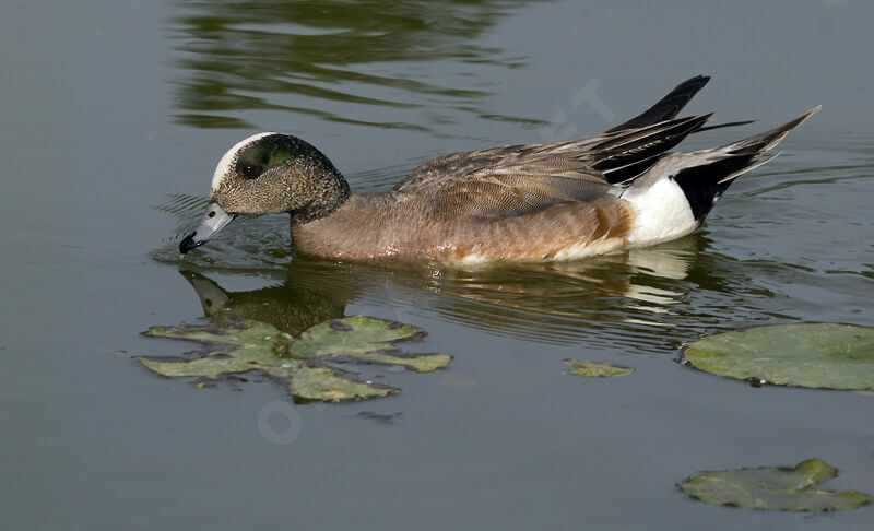 American Wigeon