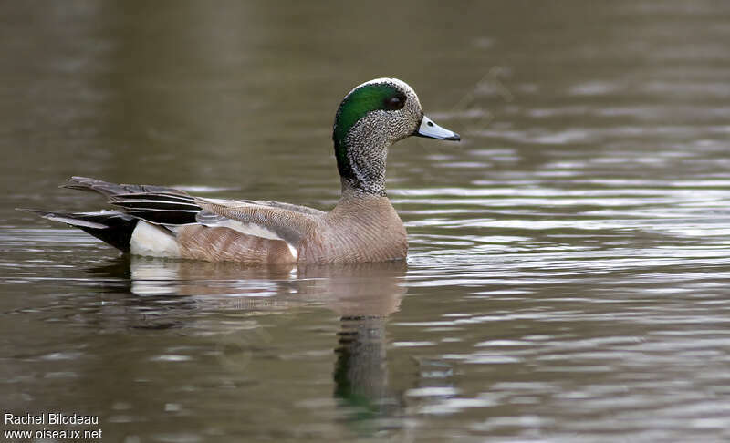 American Wigeon male adult breeding, identification