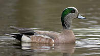 Canard à front blanc