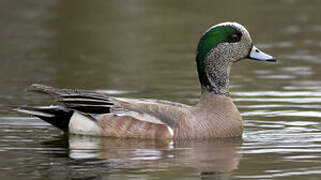 Canard à front blanc