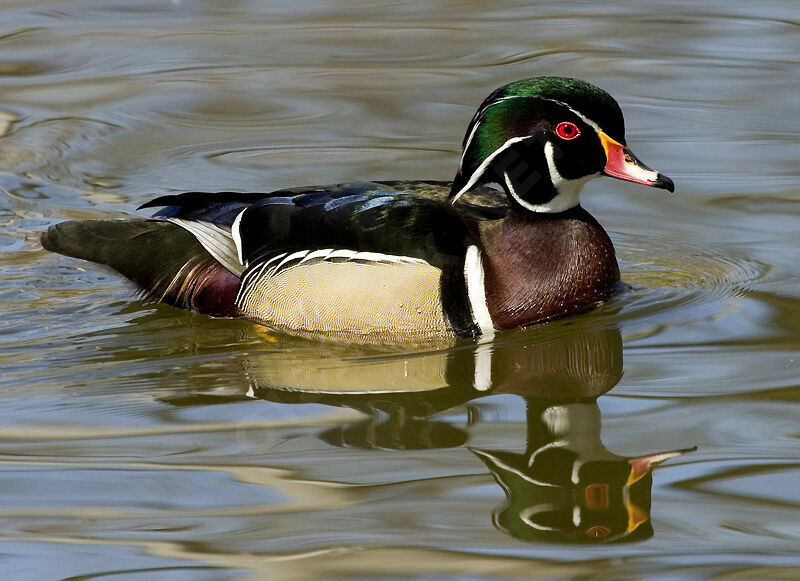 Canard carolin mâle adulte