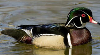 Wood Duck