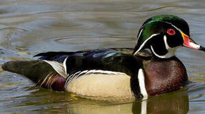 Canard carolin