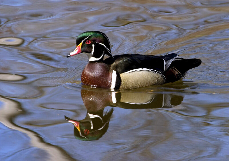 Canard carolin mâle adulte