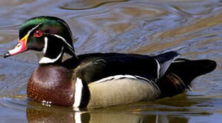 Canard carolin