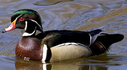 Canard carolin