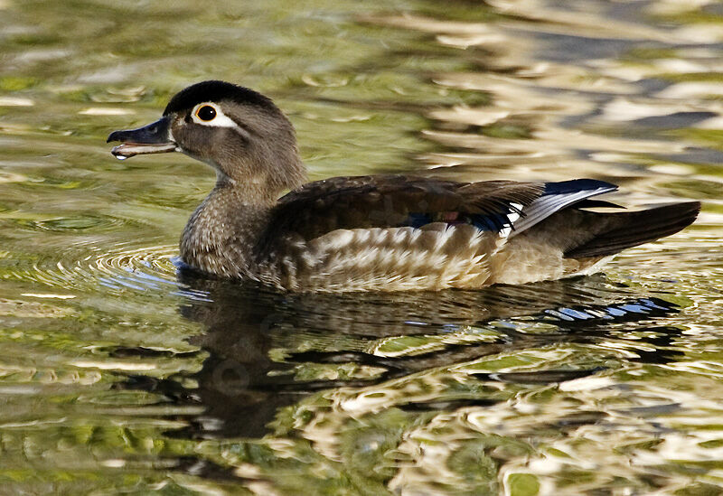 Wood Duck female adult