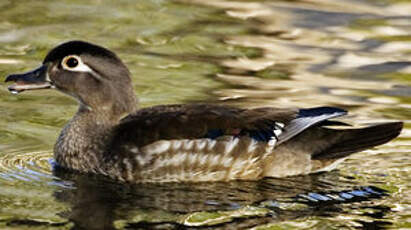 Canard carolin