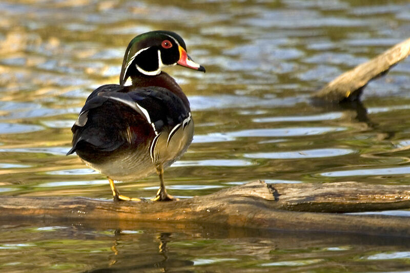 Wood Duck male adult