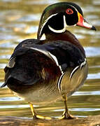 Wood Duck