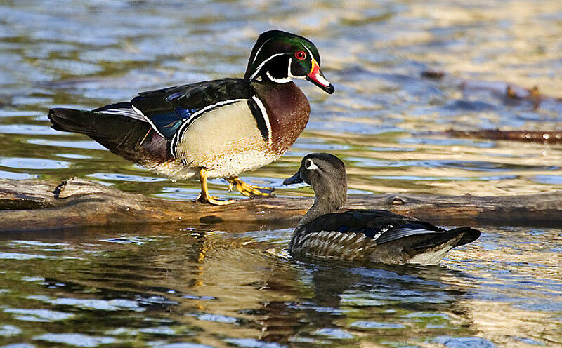 Canard carolin adulte