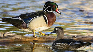 Canard carolin