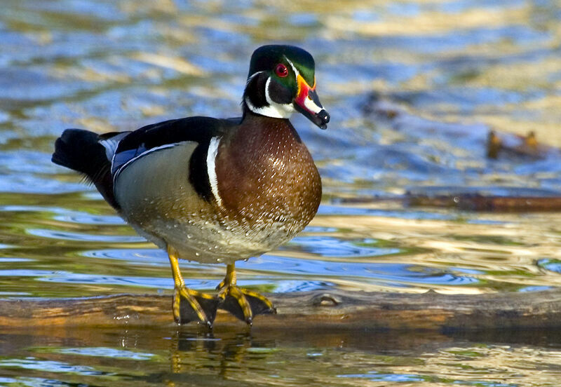 Wood Duck male adult