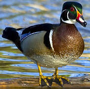 Canard carolin