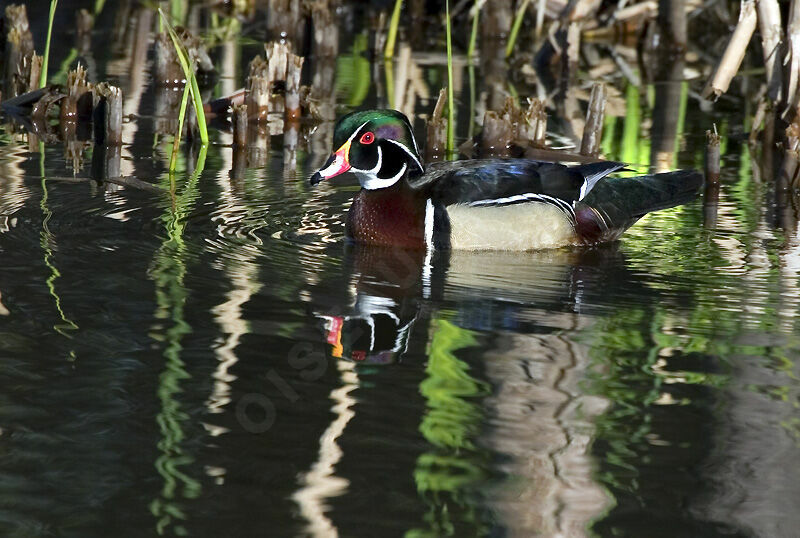 Canard carolin mâle adulte