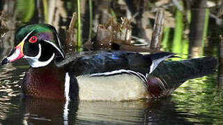 Canard carolin