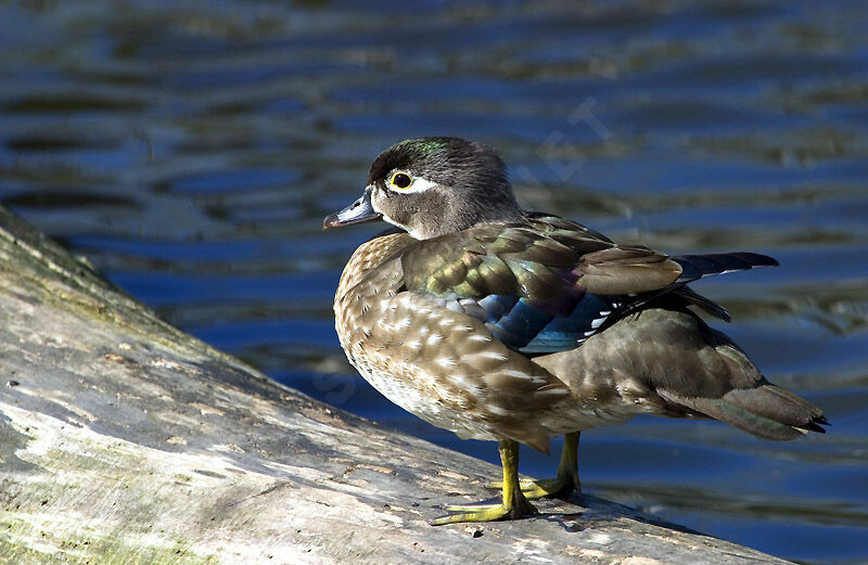 Canard carolin femelle adulte