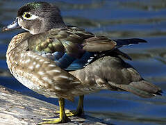 Wood Duck