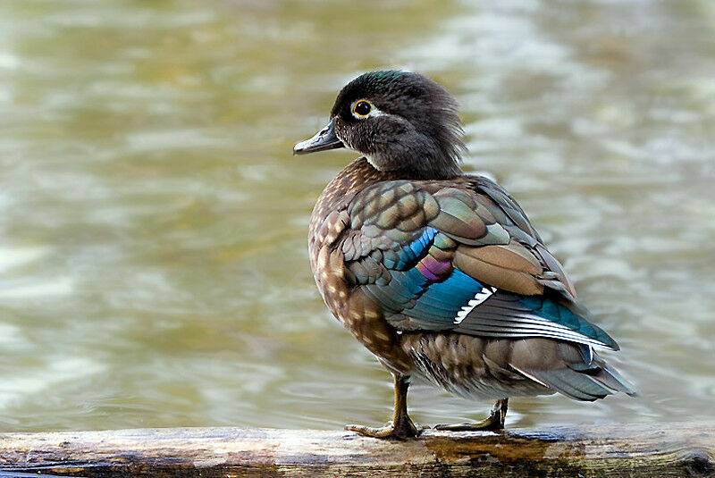 Wood Duck female adult